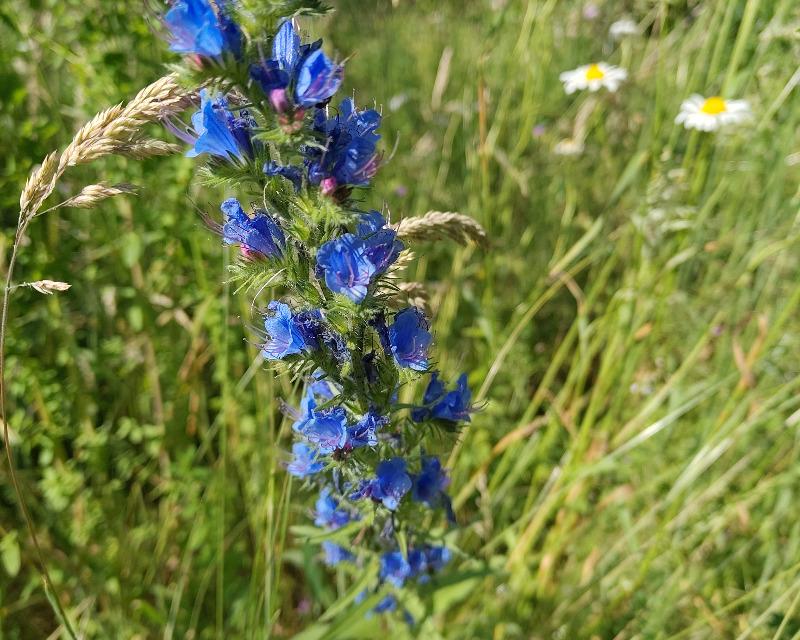 20260704_144508_nat-rn-terrain-412_photo_IMG_20260620_174106110,Viperine_commune,Echium_vulgare[1].jpg